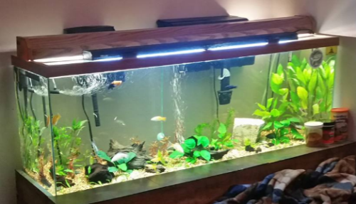 Molly fish in tank setup